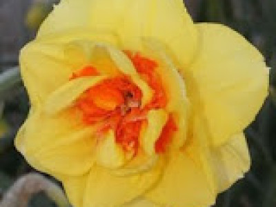   Нарцис (Narcissus) Tahiti